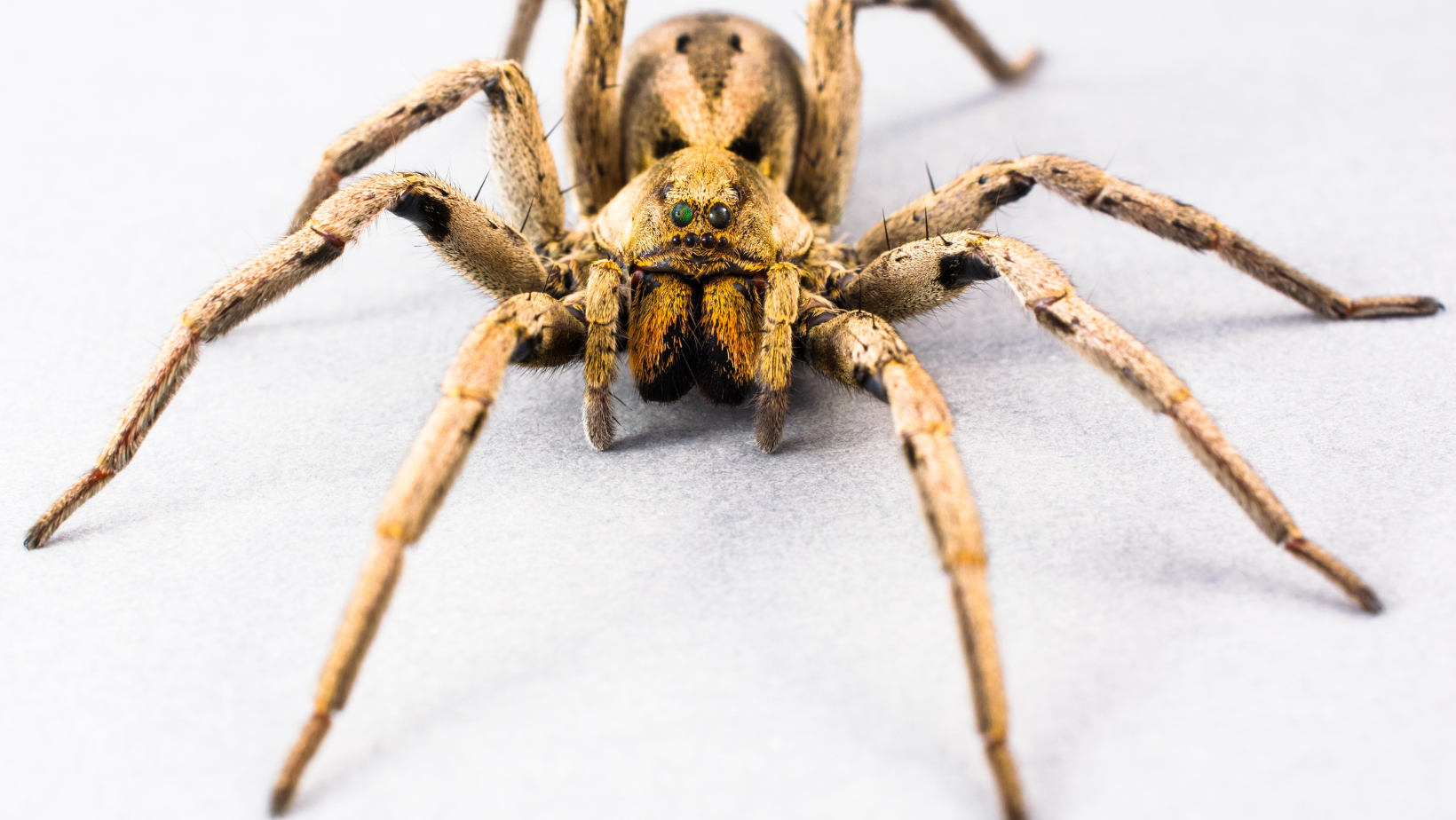 How to keep spiders out of garage (Top Tips!)