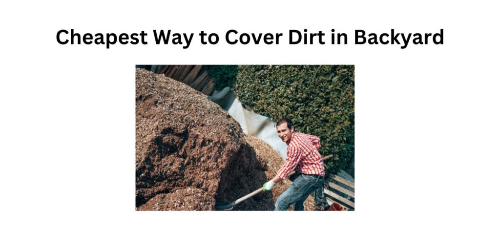 Cheapest Way to Cover Dirt in Backyard