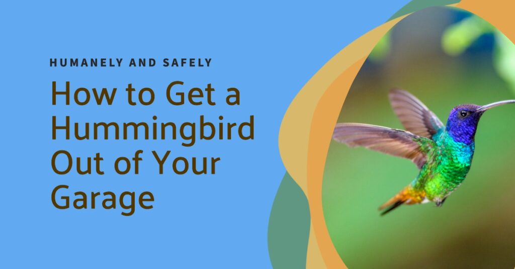 how to get a hummingbird out of your garage