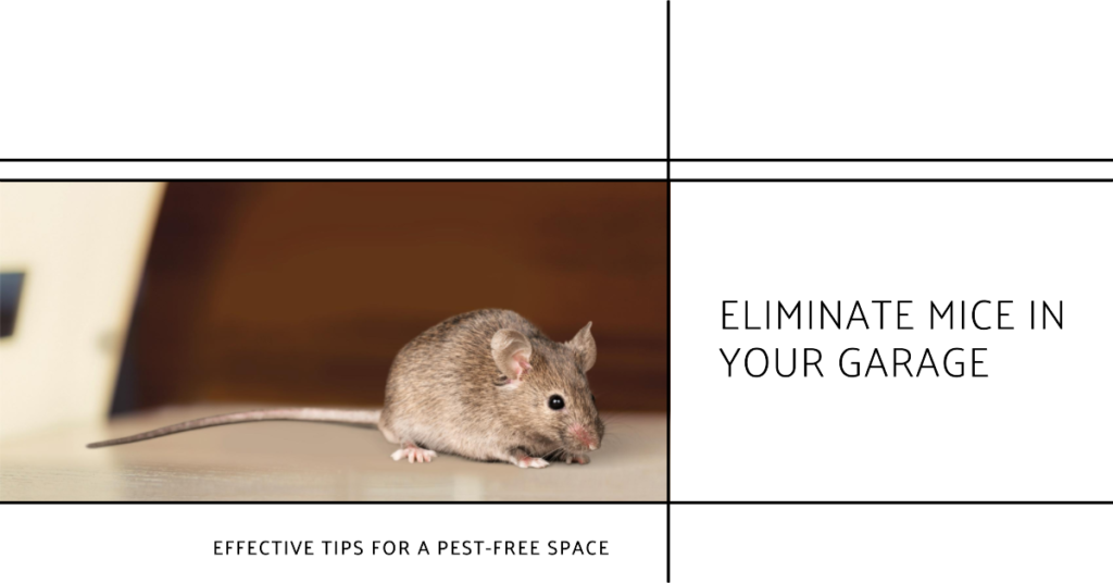 How to get rid of Mice in your garage