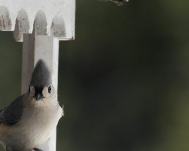 gazebo bird feeders