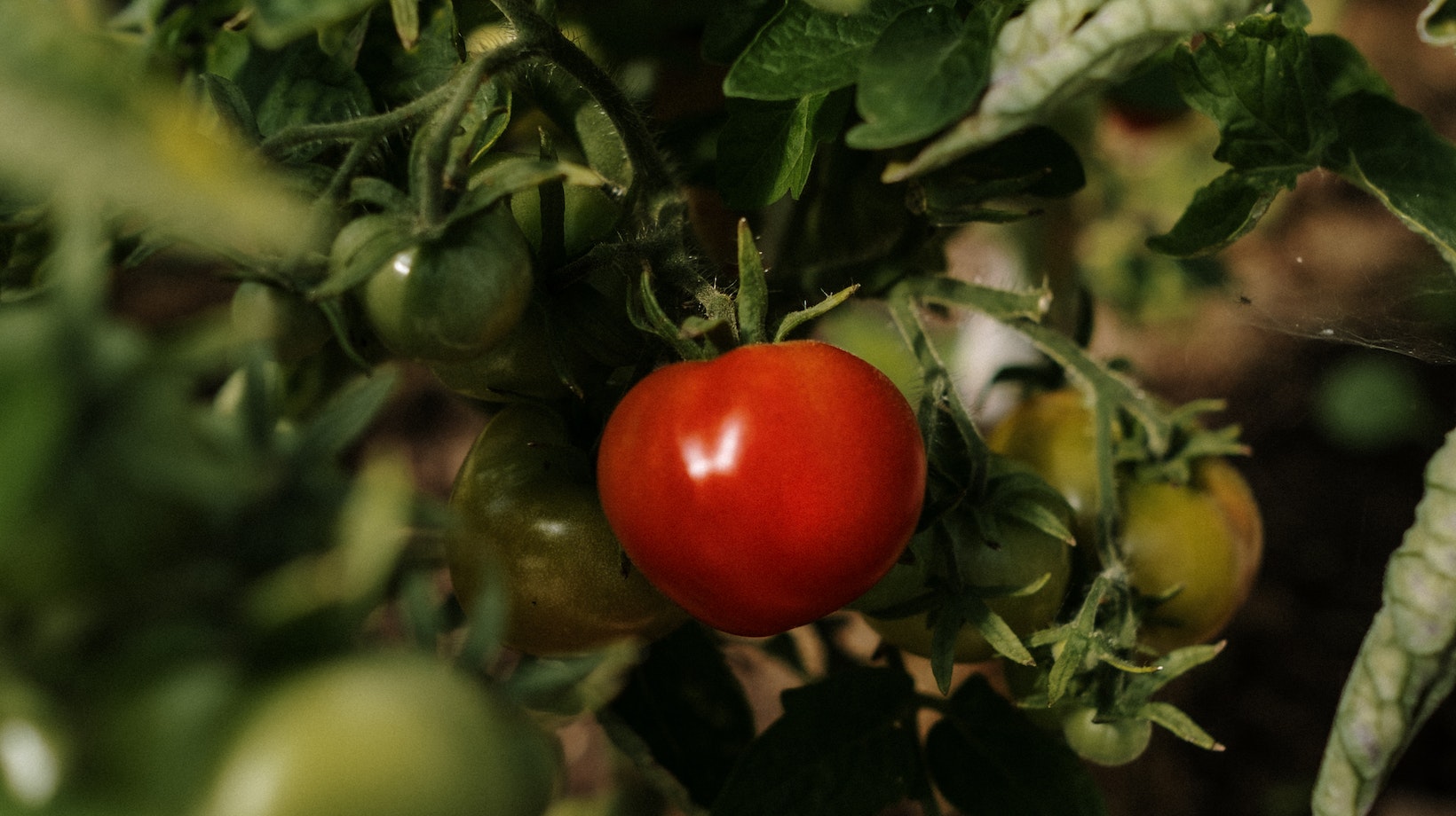 Discover the Perfect Growth Timeline: How Long Does It Take Tomatoes to