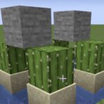 how long does it take for cactus to grow minecraft