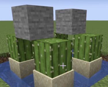 how long does it take for cactus to grow minecraft