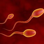 Process From Spermatogonia to Spermatozoa: Lengkapilah Skema Proses Spermatogenesis Berikut Ini