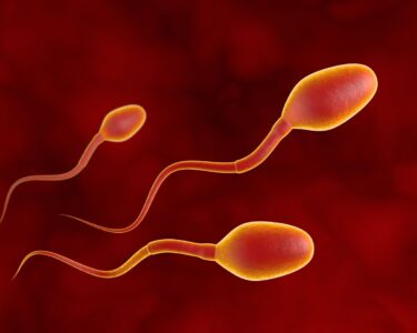 lengkapilah skema proses spermatogenesis berikut ini