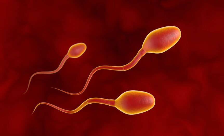 lengkapilah skema proses spermatogenesis berikut ini