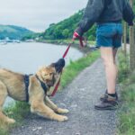 Discover The Advantages From Doctor’s Perspective On No Pull Dog Harness