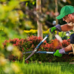Enhancing Your Landscape: A Guide to Essential Tree Services