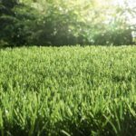 Know the Different Types of Materials Used for Turf