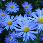 10 Blue Flowers That Attract Butterflies