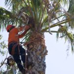 Emergency Tree Removal: What to Know and Expect