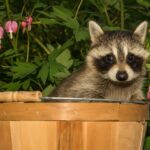 Raccoon Control Tips for Gardens: Effective Strategies to Protect Your Plants