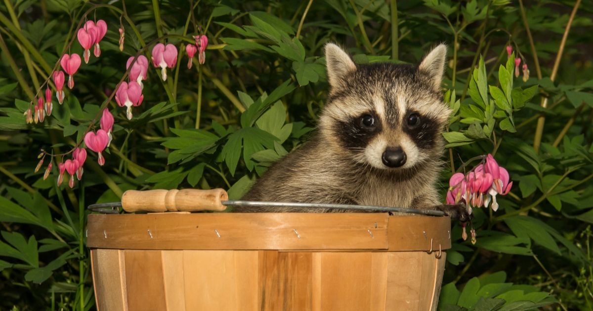 Raccoon Control Tips for Gardens: Effective Strategies to Protect Your ...