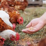 hand feeding chickens grains