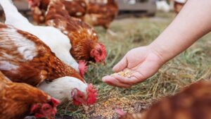 hand feeding chickens grains