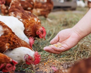 hand feeding chickens grains