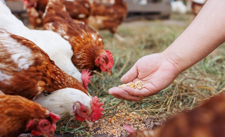 hand feeding chickens grains