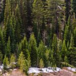 Optimal Time of Year to Trim a Pine Tree for Healthy Growth