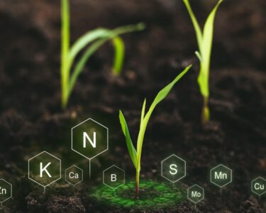nutrient burn plants, fix nutrient burn, plant nutrient deficiency, nutrient toxicity plants, remedy nutrient burn, plant health tips, nutrient management gardening, plant care nutrients, prevent nutrient burn, horticulture nutrient solutions