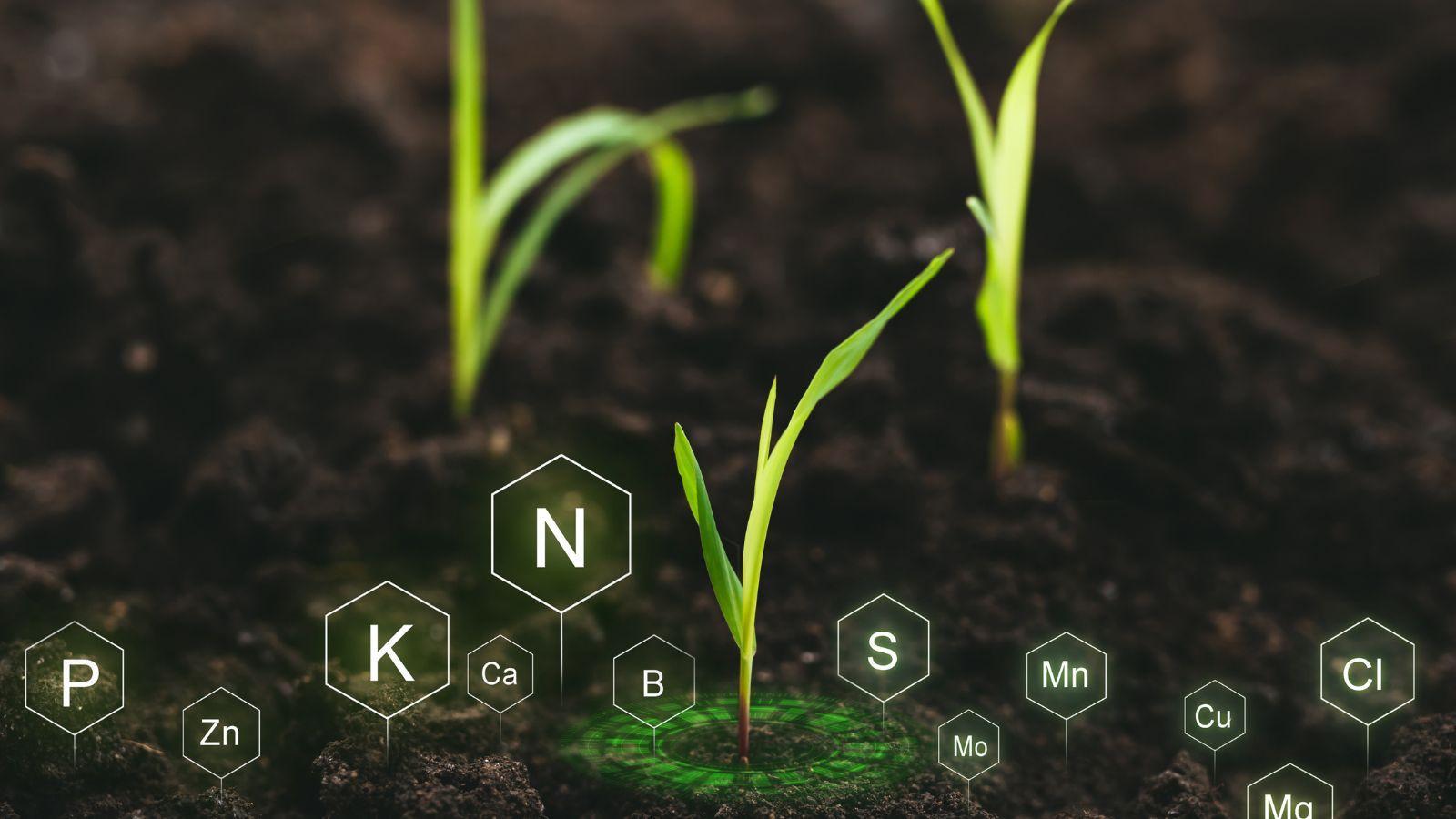 nutrient burn plants, fix nutrient burn, plant nutrient deficiency, nutrient toxicity plants, remedy nutrient burn, plant health tips, nutrient management gardening, plant care nutrients, prevent nutrient burn, horticulture nutrient solutions